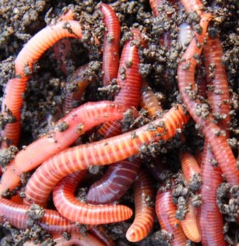 Red Worms